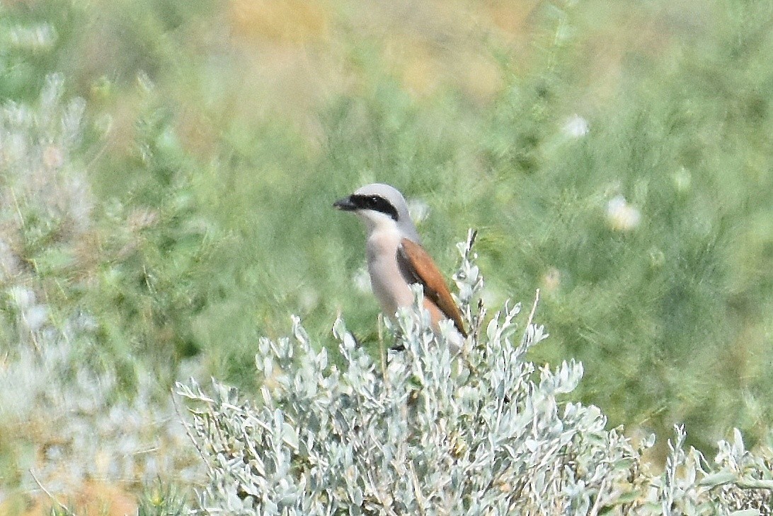 Red-backed Shrike - ML643376919