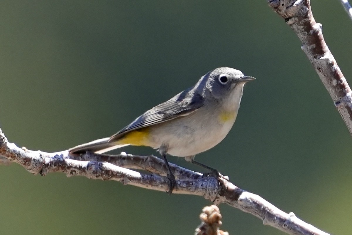 pinjeparula - ML643376926
