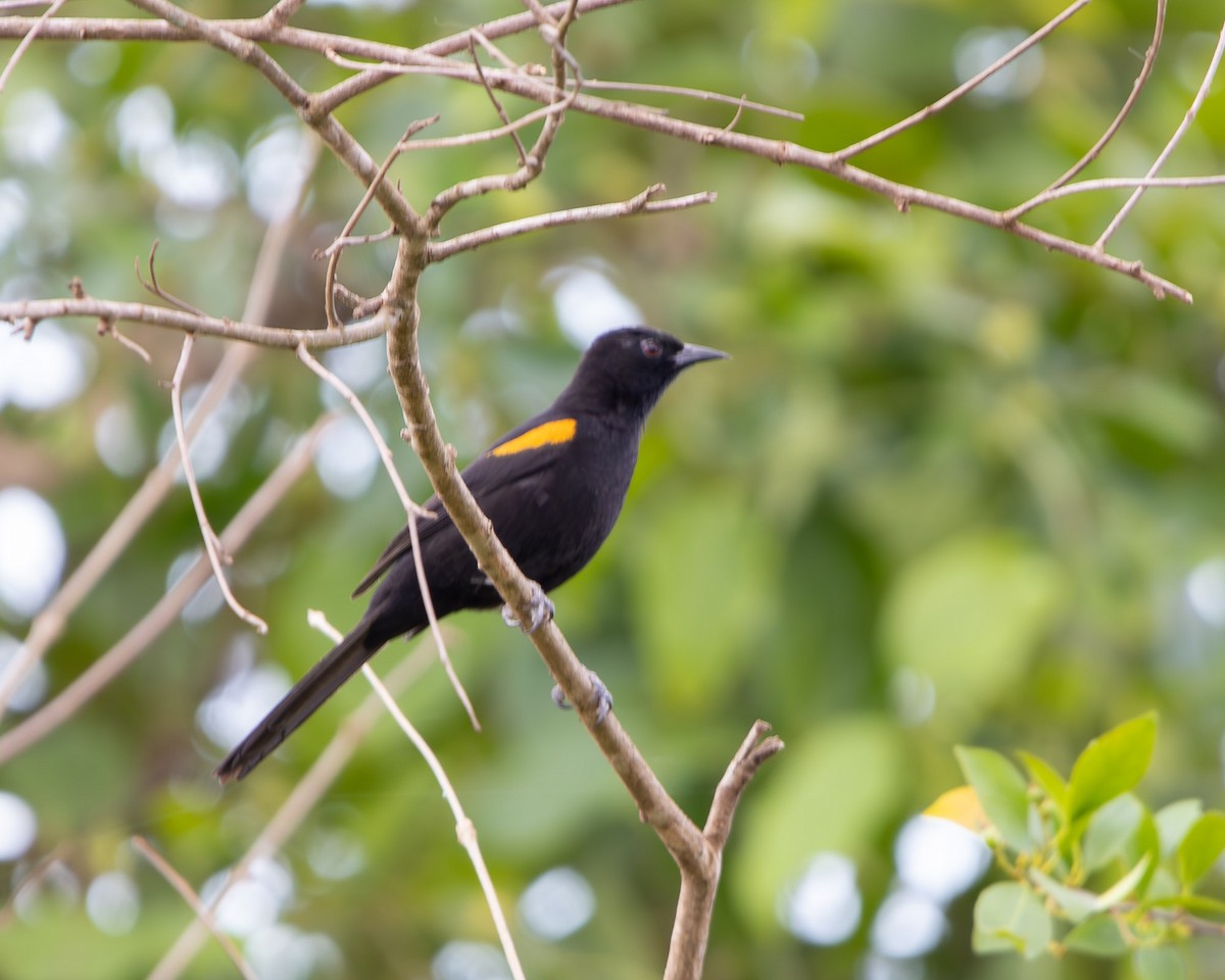 Variable Oriole - ML643376944