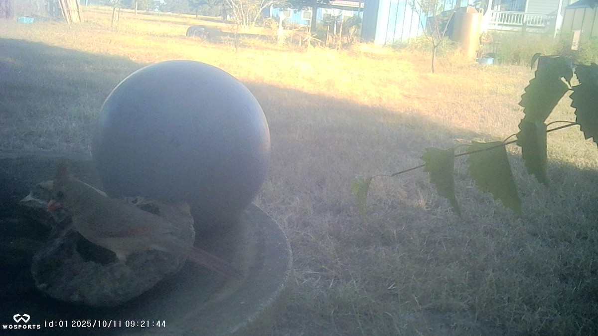 Northern Cardinal - ML643376963