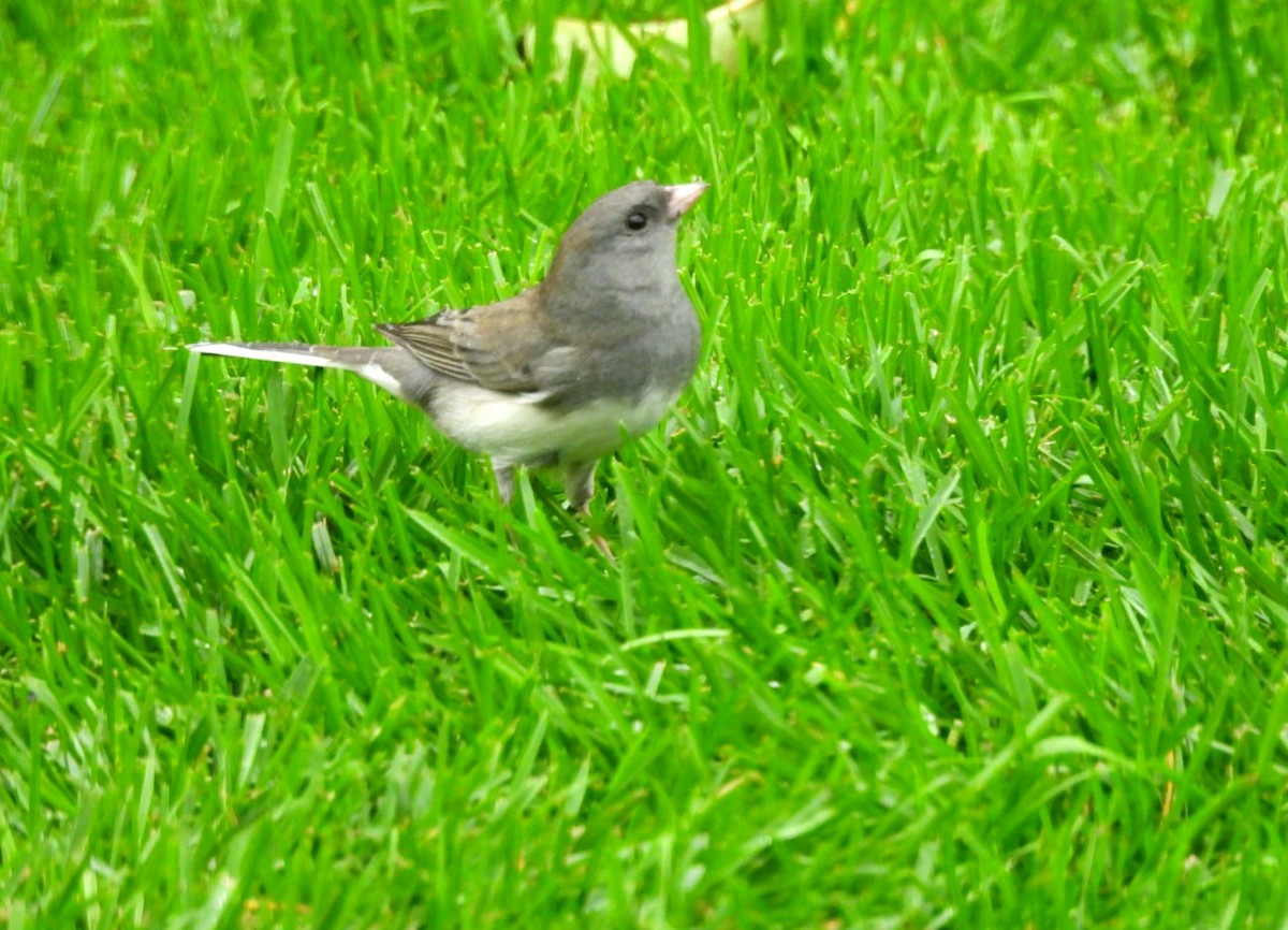 Dark-eyed Junco (Slate-colored) - ML643376967