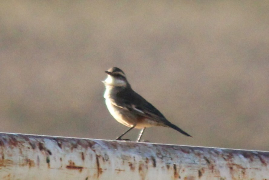 Cream-winged Cinclodes - ML643376983