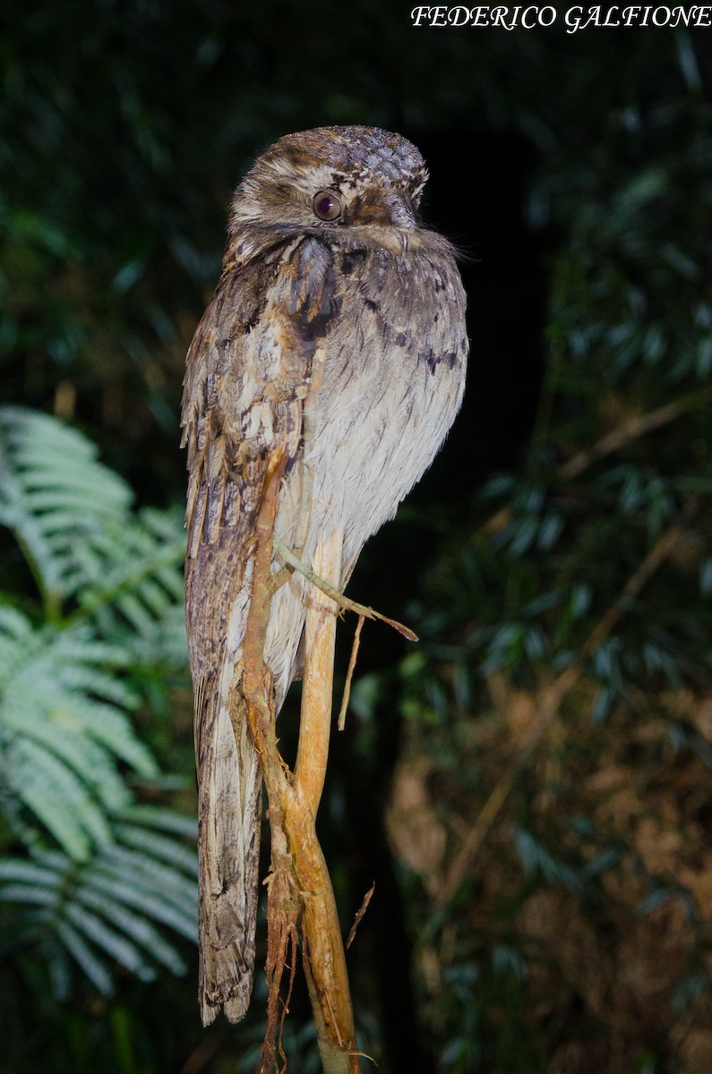 Поту довгохвостий - ML643376985