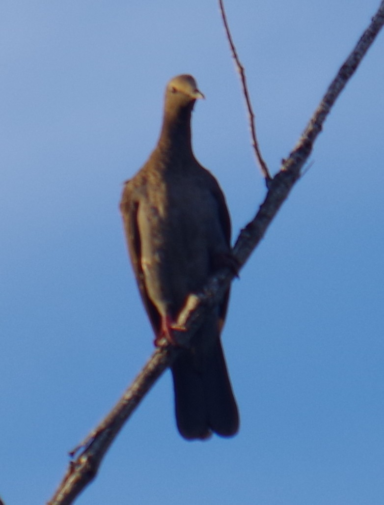 White-crowned Pigeon - ML643376987