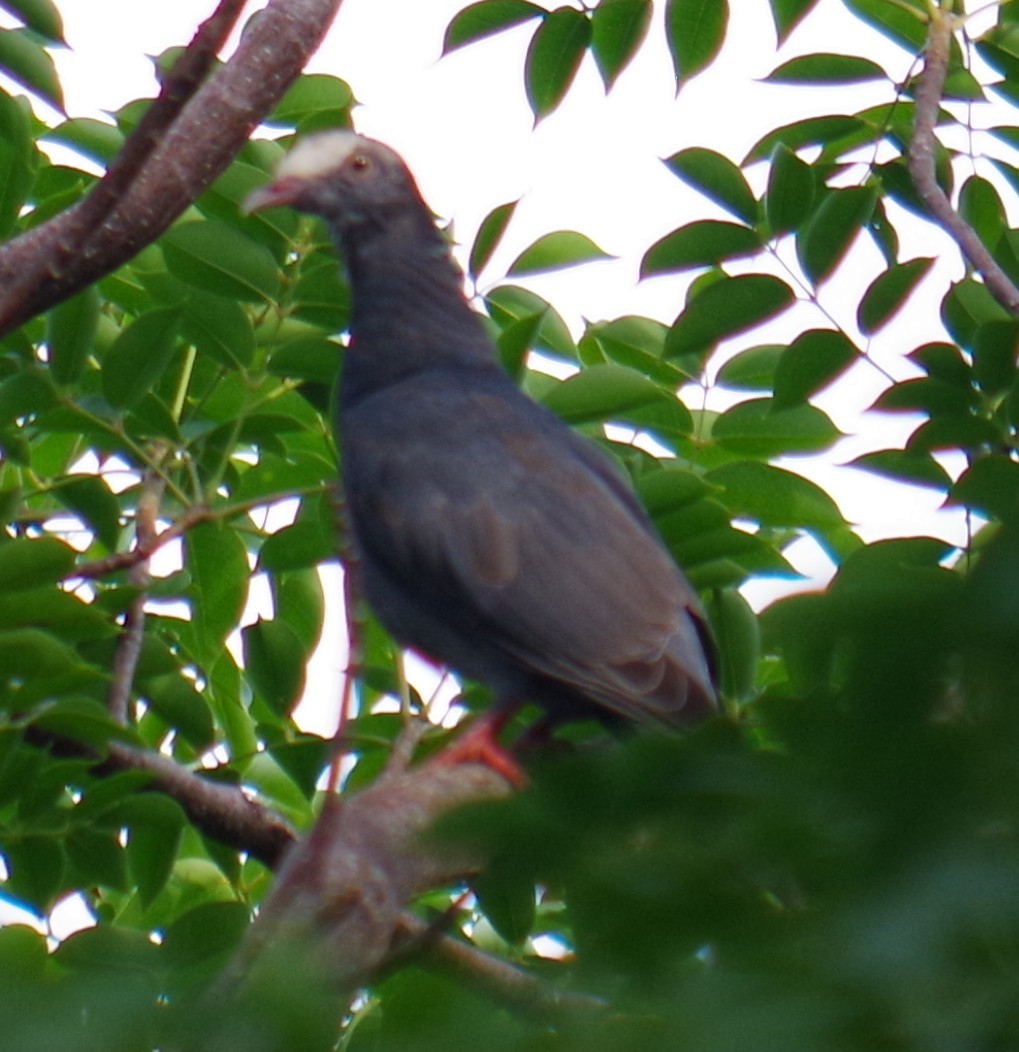 White-crowned Pigeon - ML643376988