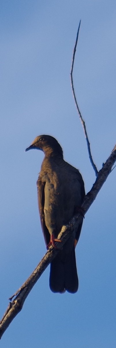 White-crowned Pigeon - ML643376989