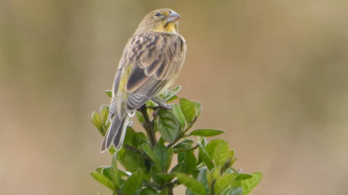 Grassland Yellow-Finch - ML643376992
