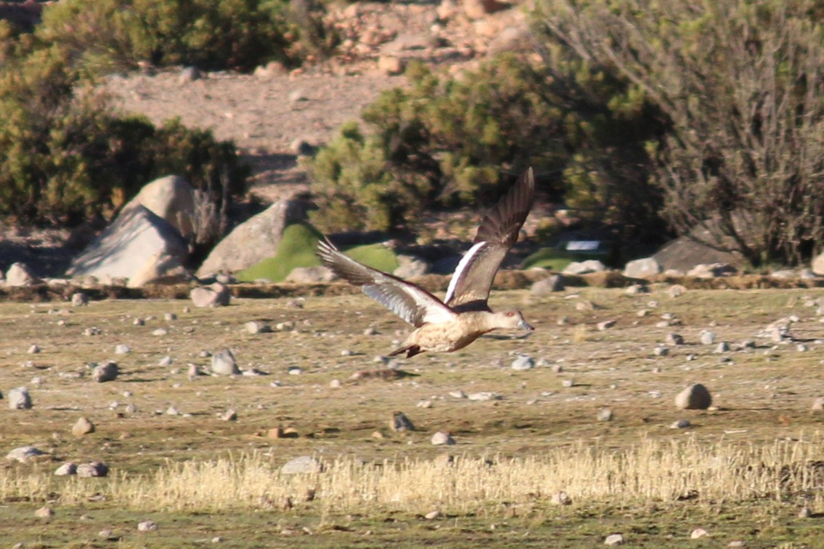 Crested Duck - ML643376998