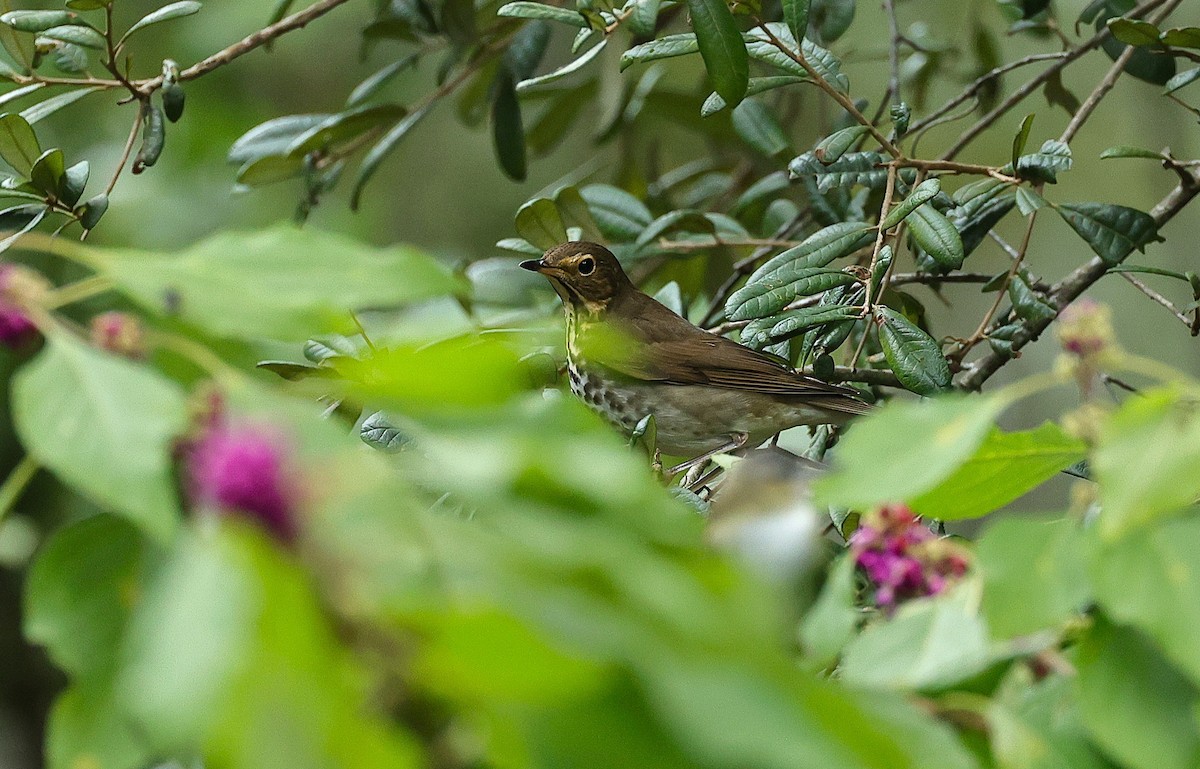 Swainson's Thrush - ML643377006