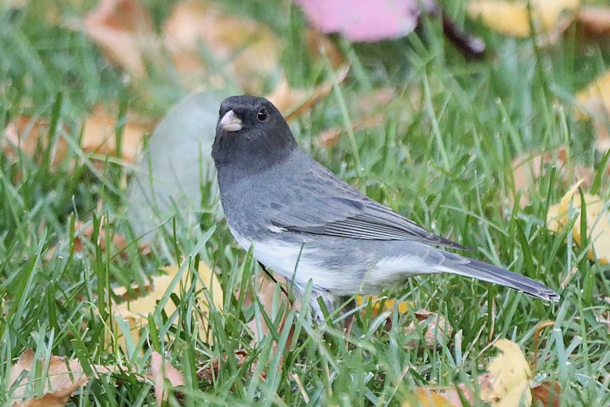 Dark-eyed Junco - ML643377022