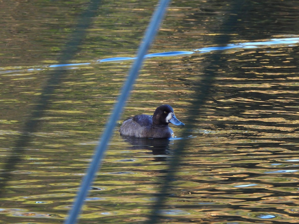 Greater Scaup - ML643377025
