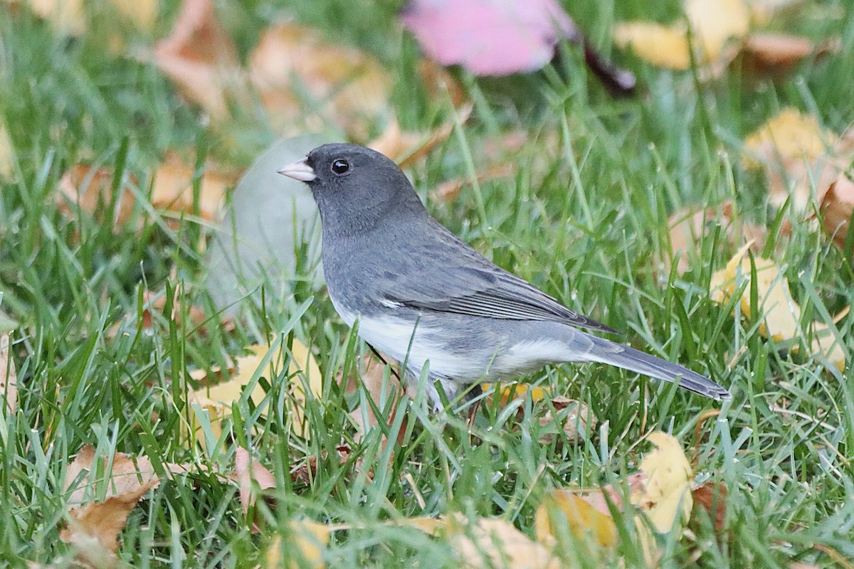 Dark-eyed Junco - ML643377041