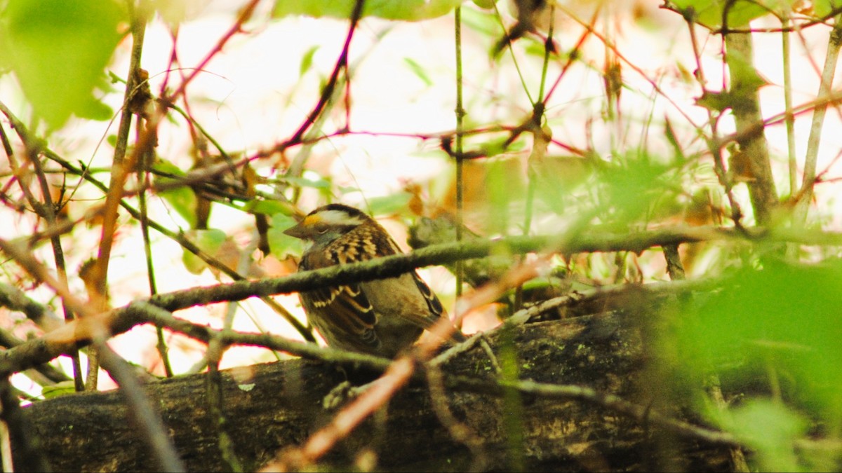 White-throated Sparrow - ML643377056