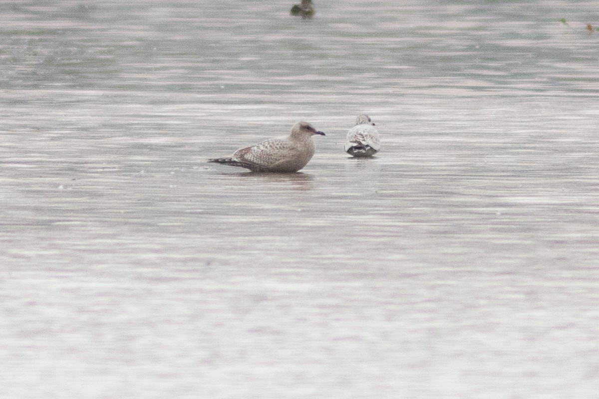 Iceland Gull - ML643377064