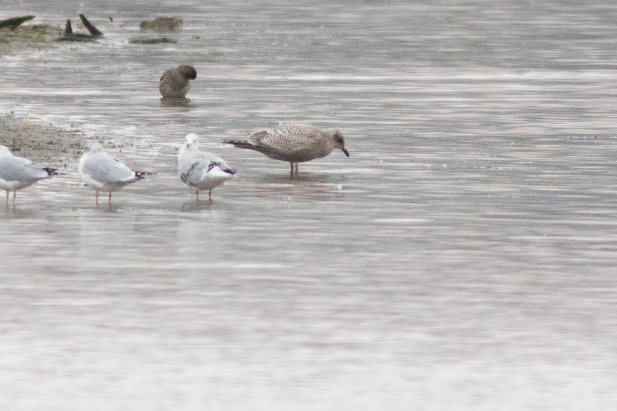 Iceland Gull - ML643377065