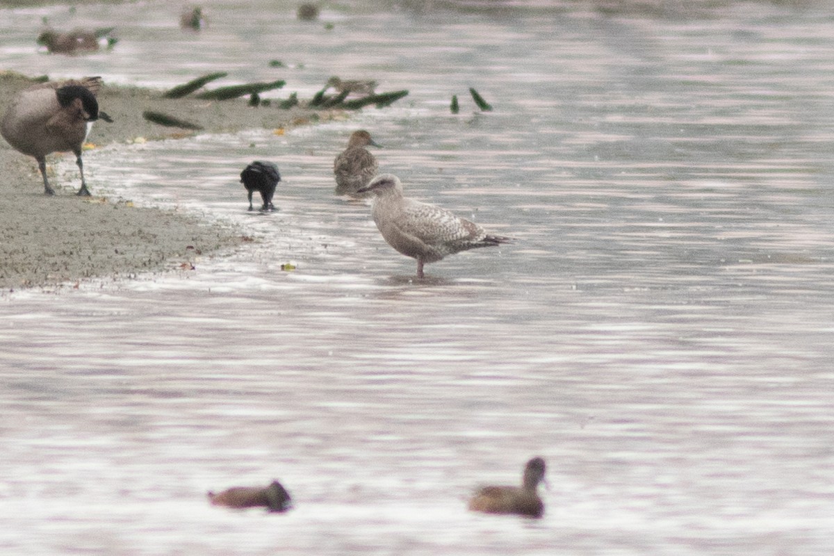 Iceland Gull - ML643377066
