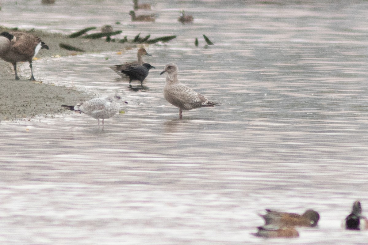 Iceland Gull - ML643377067