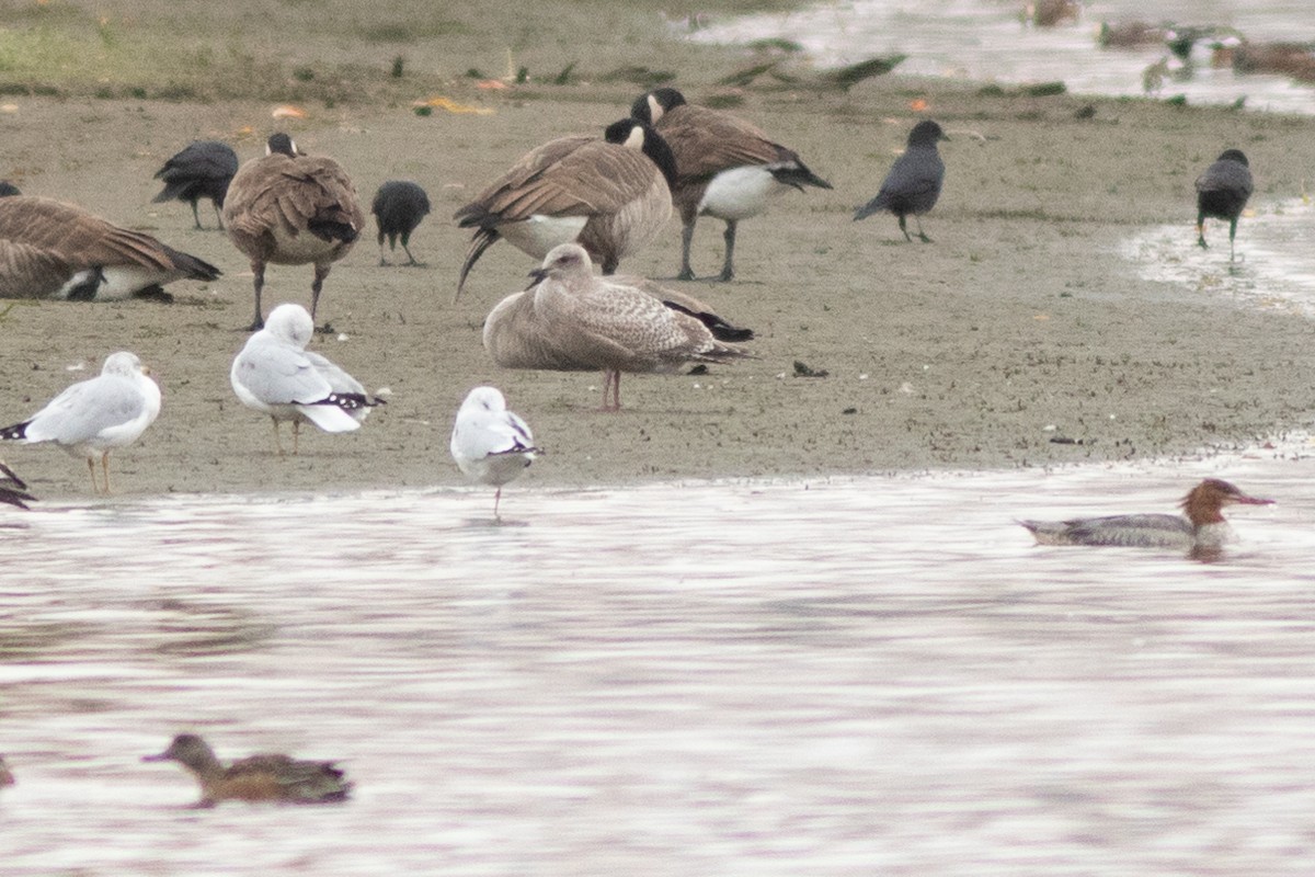 Iceland Gull - ML643377068