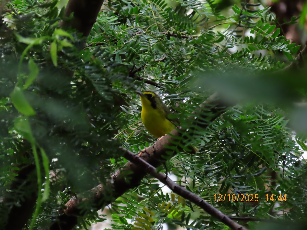 Kentucky Warbler - ML643377081