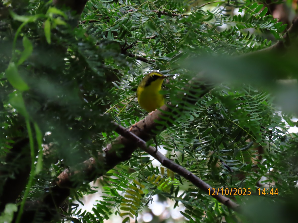 Kentucky Warbler - ML643377084