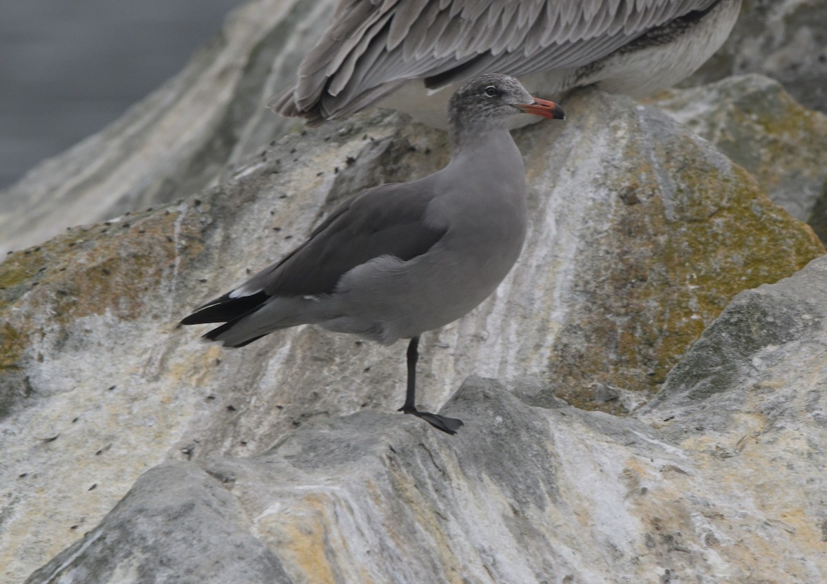 Heermann's Gull - ML643377103