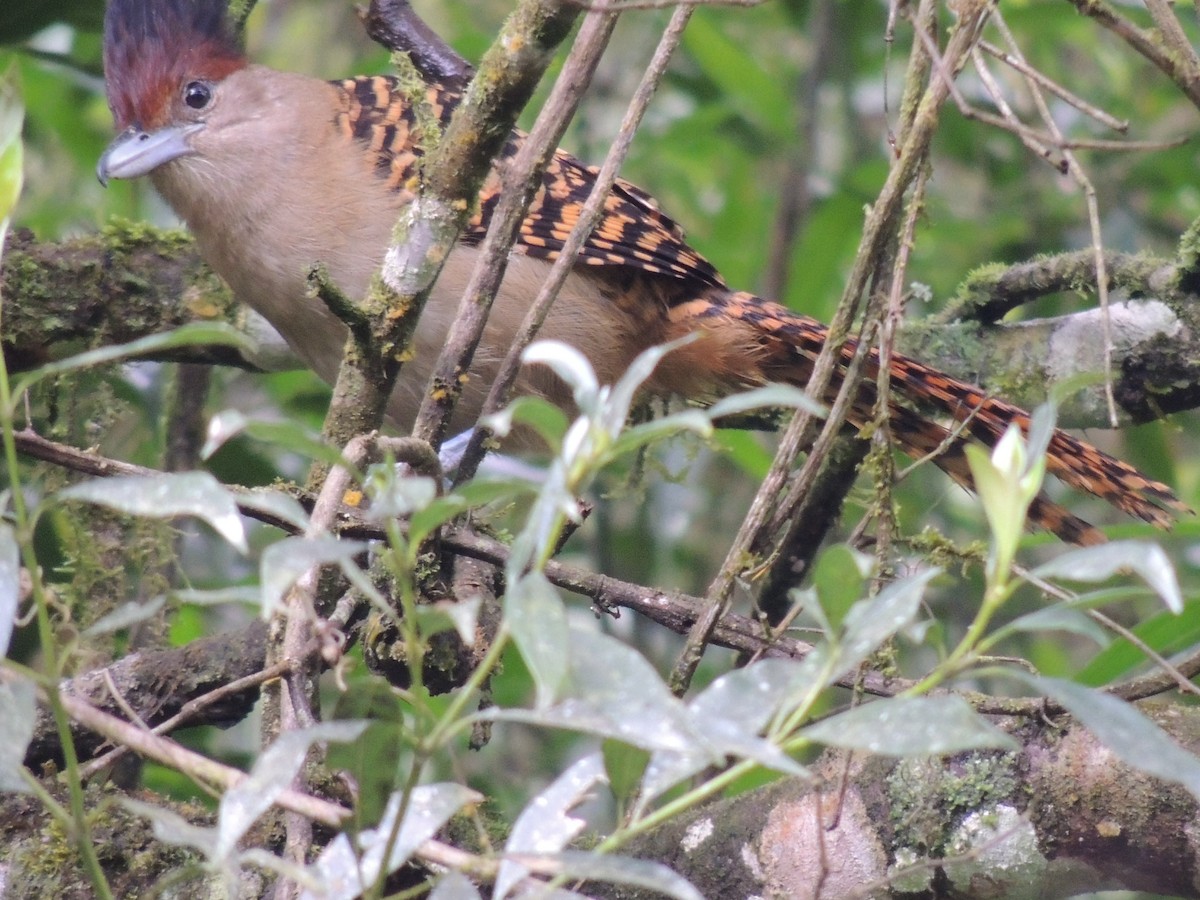 Giant Antshrike - ML643377119