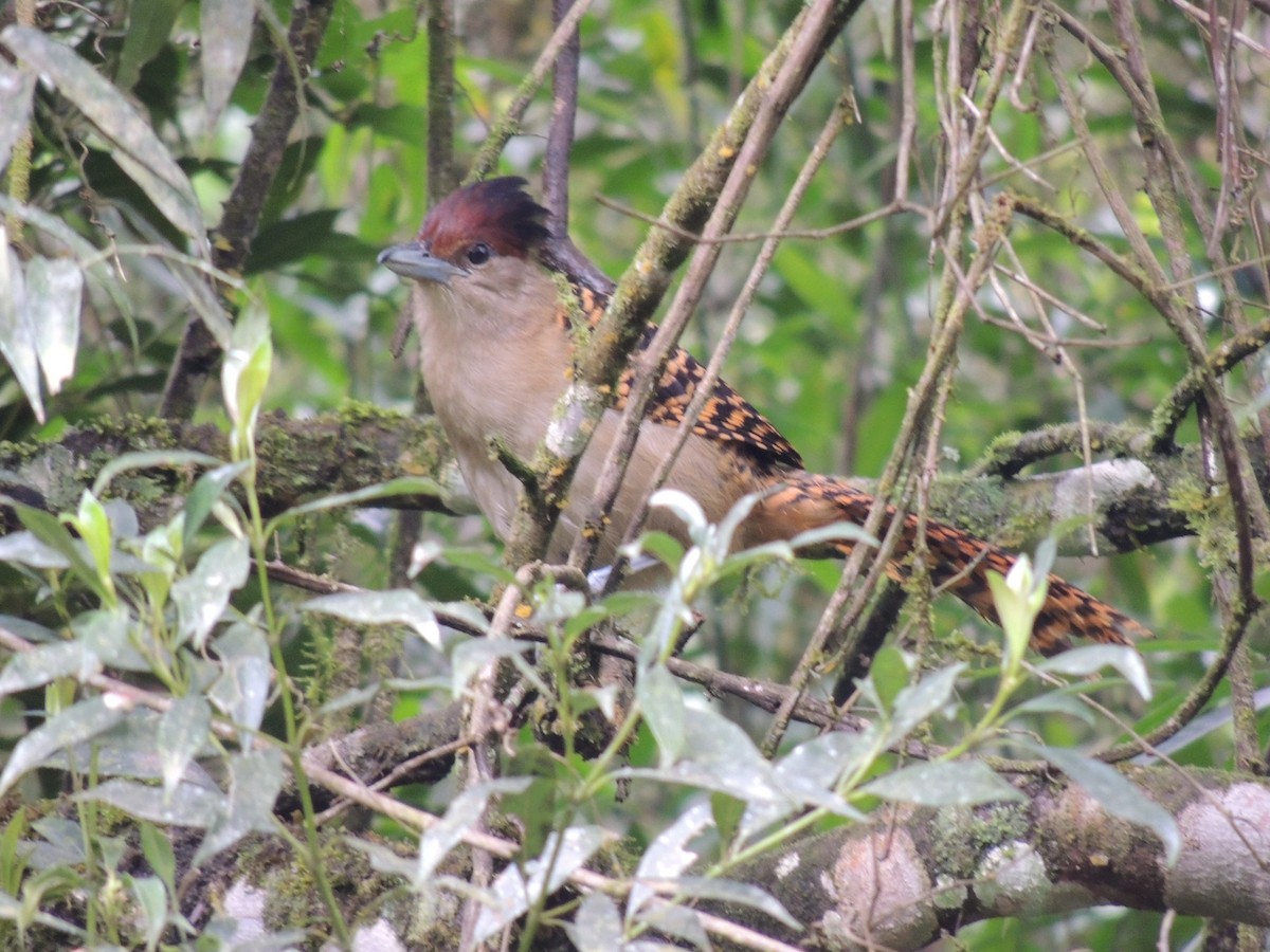 Giant Antshrike - ML643377120