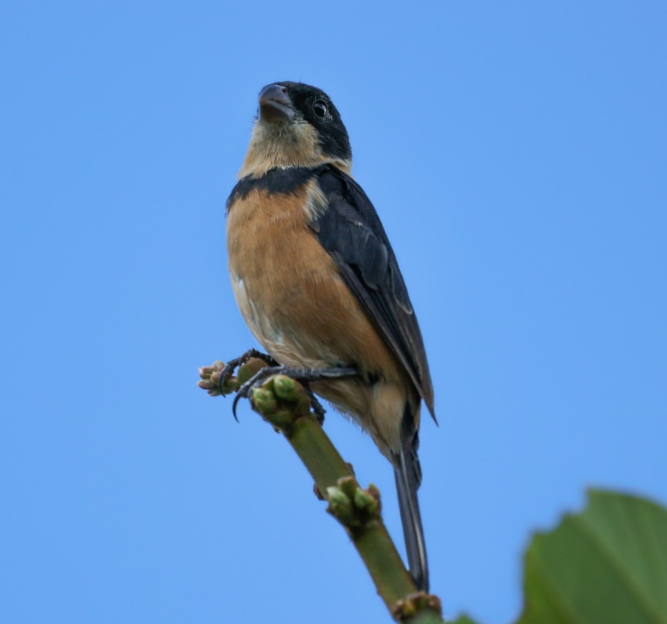 Cinnamon-rumped Seedeater - ML643377197