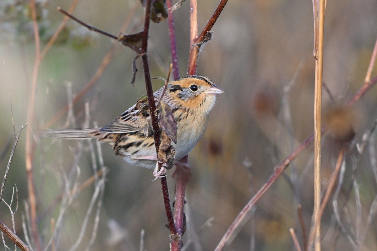 LeConte's Sparrow - ML643377207