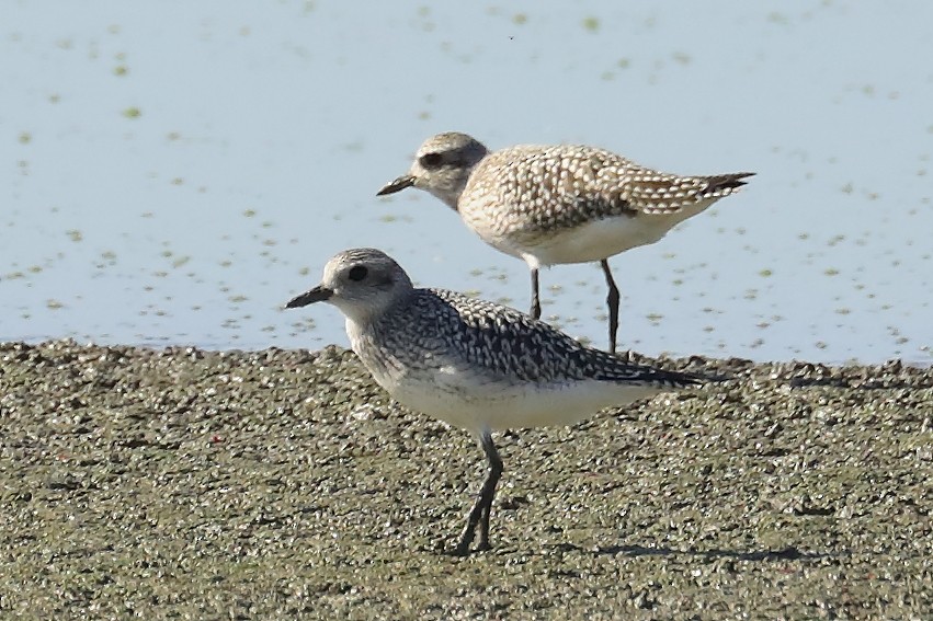 tundralo - ML643377208