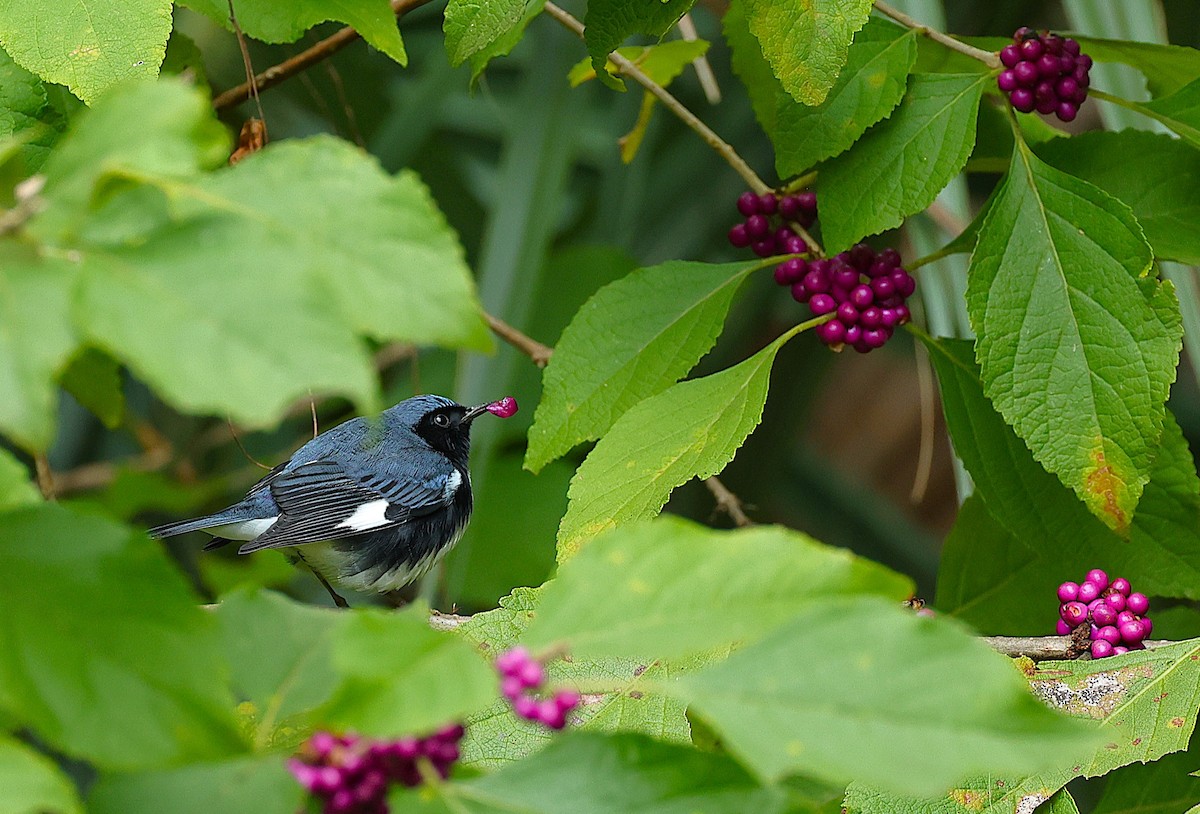 Black-throated Blue Warbler - ML643377212