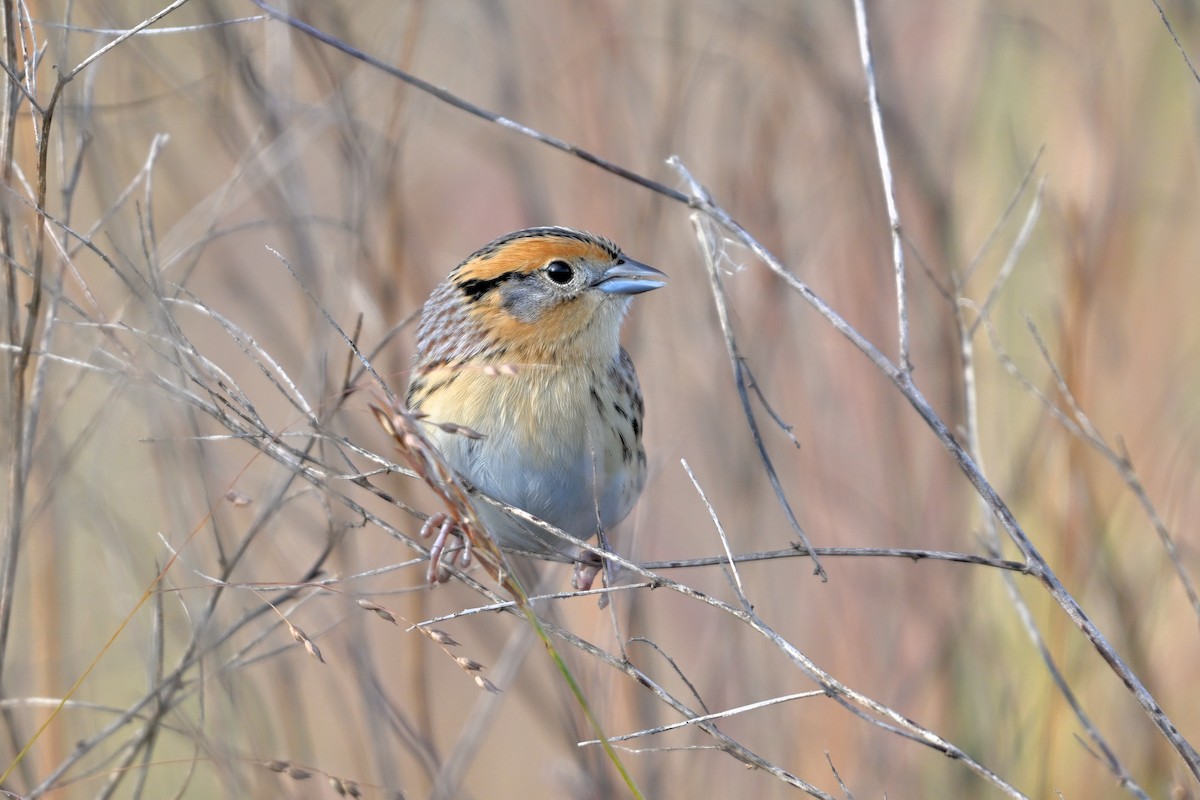 LeConte's Sparrow - ML643377217