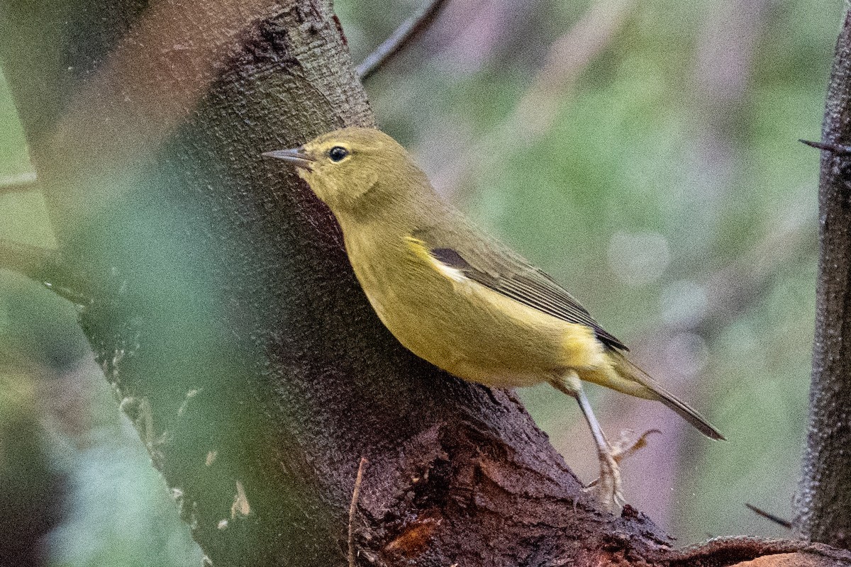 Orange-crowned Warbler - ML643377219