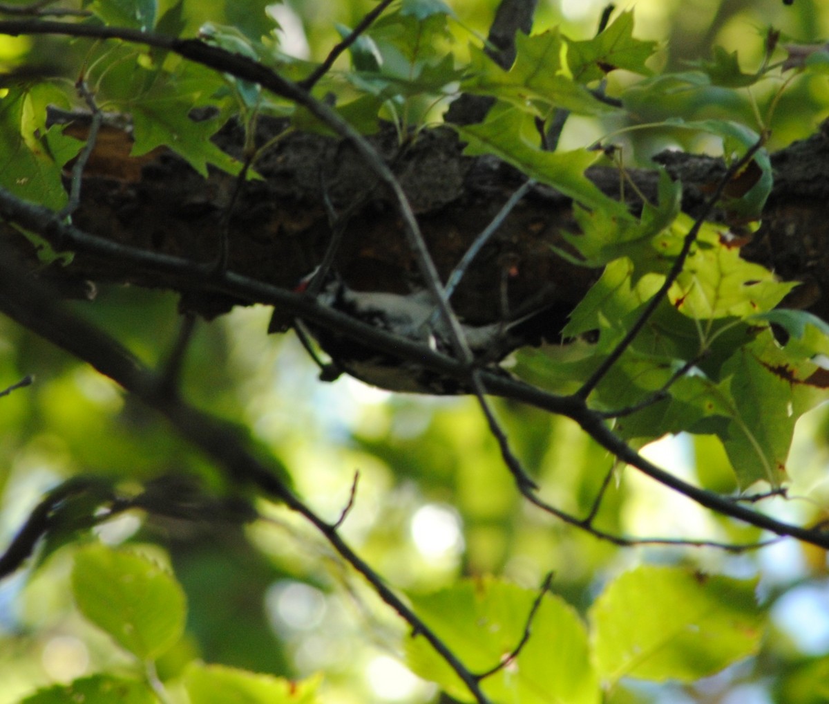 Downy Woodpecker - ML643377224