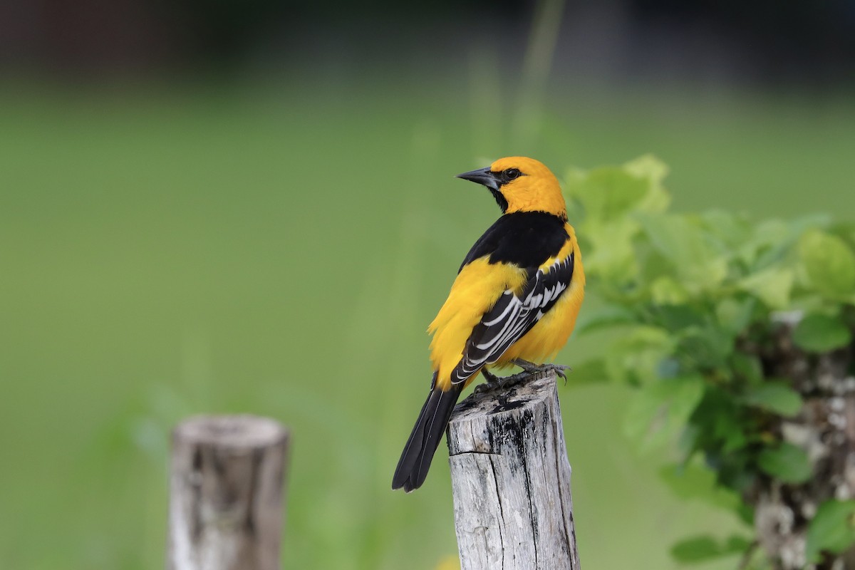 Altamira Oriole - ML643377225