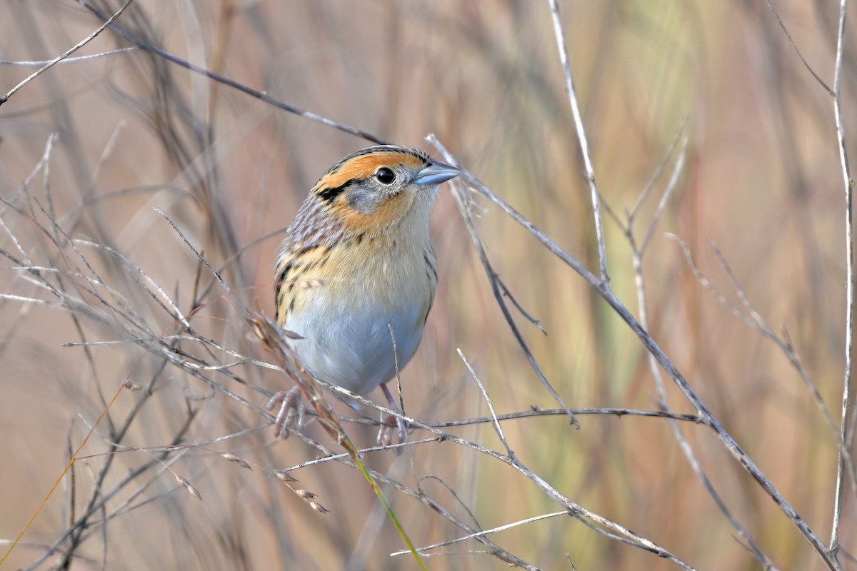 LeConte's Sparrow - ML643377226
