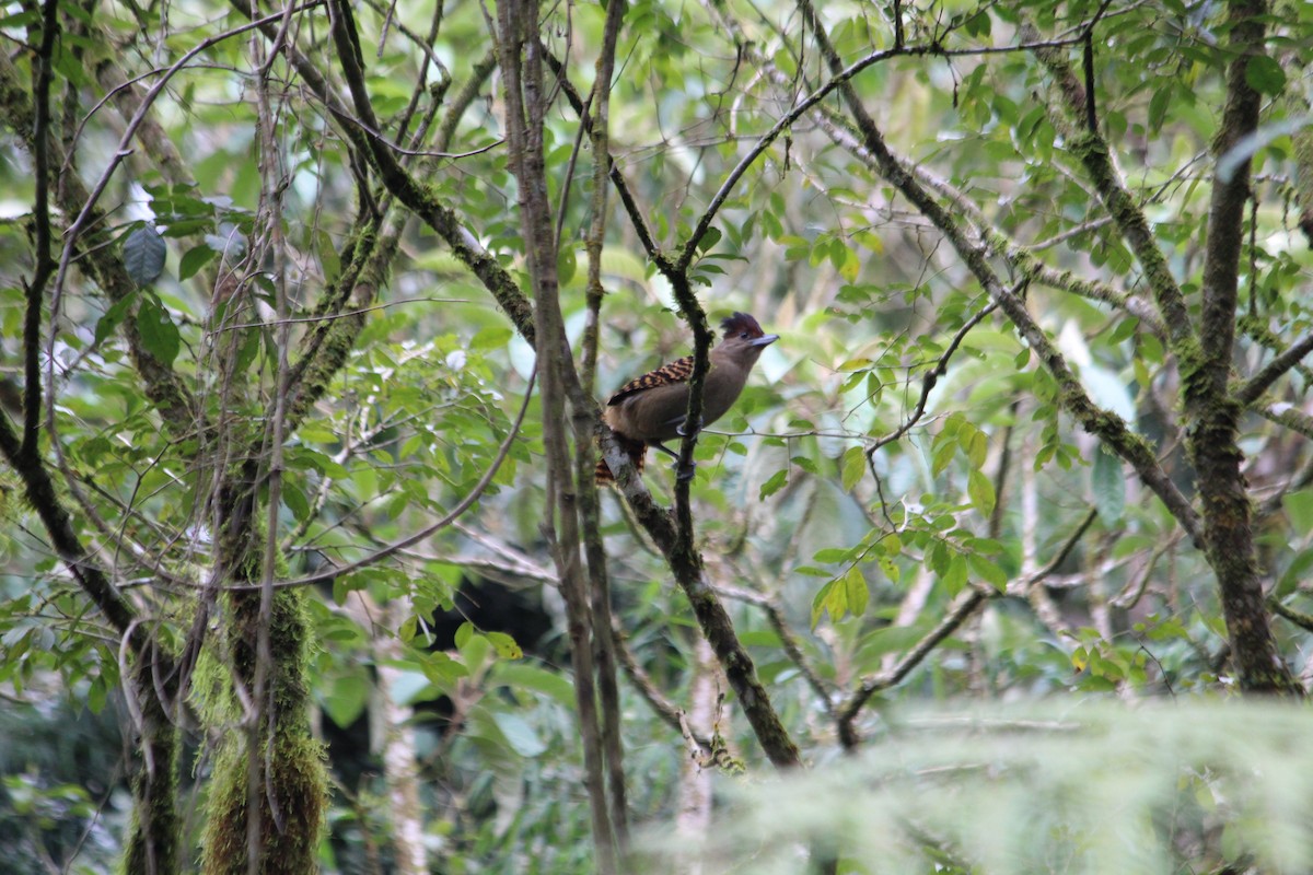 Giant Antshrike - ML643377245