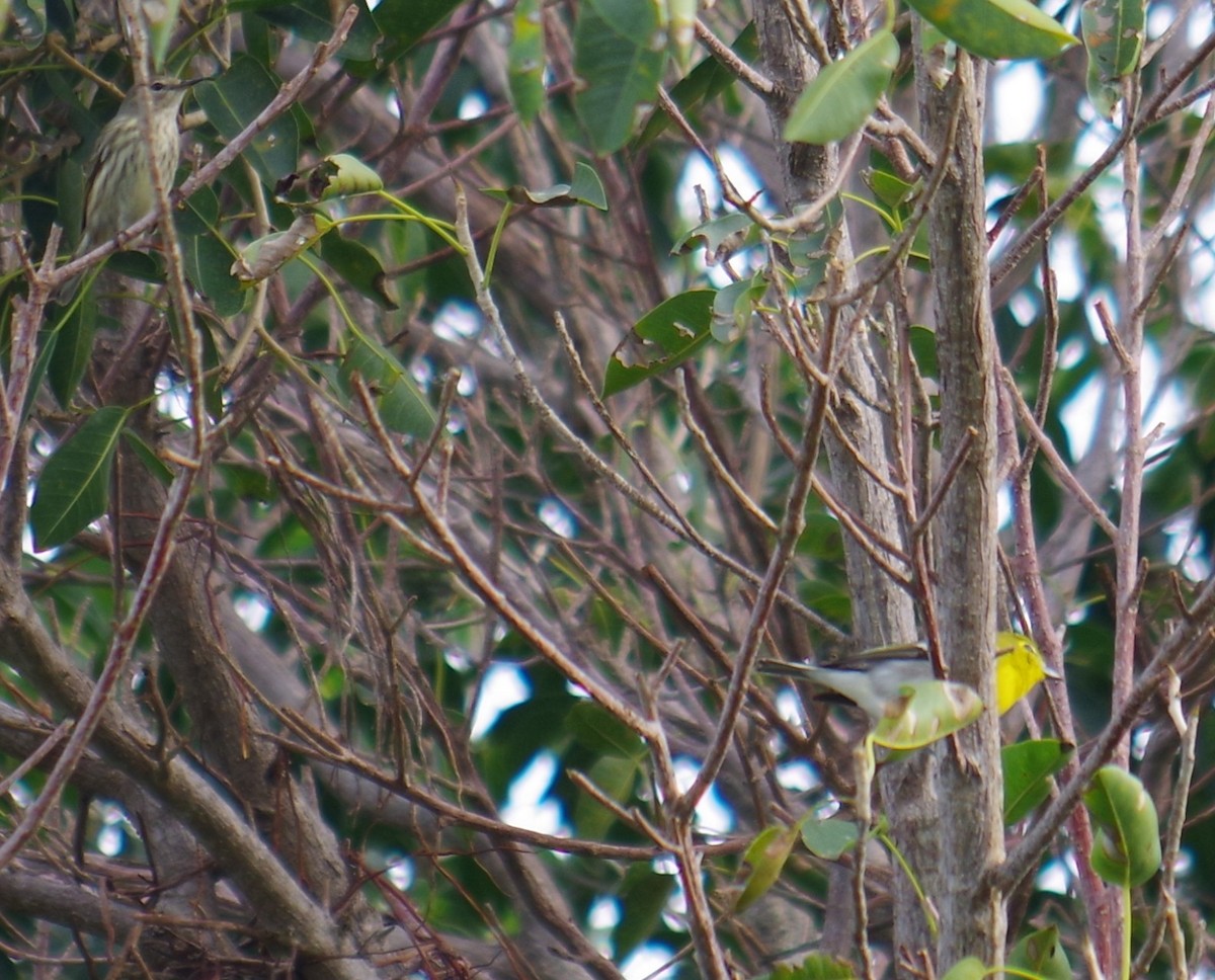 Sarı Gerdanlı Vireo - ML643377262