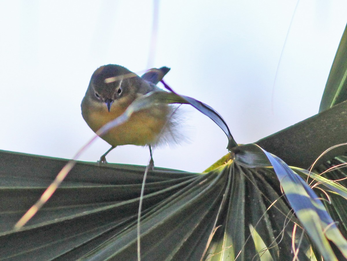 Black-throated Blue Warbler - ML643377266