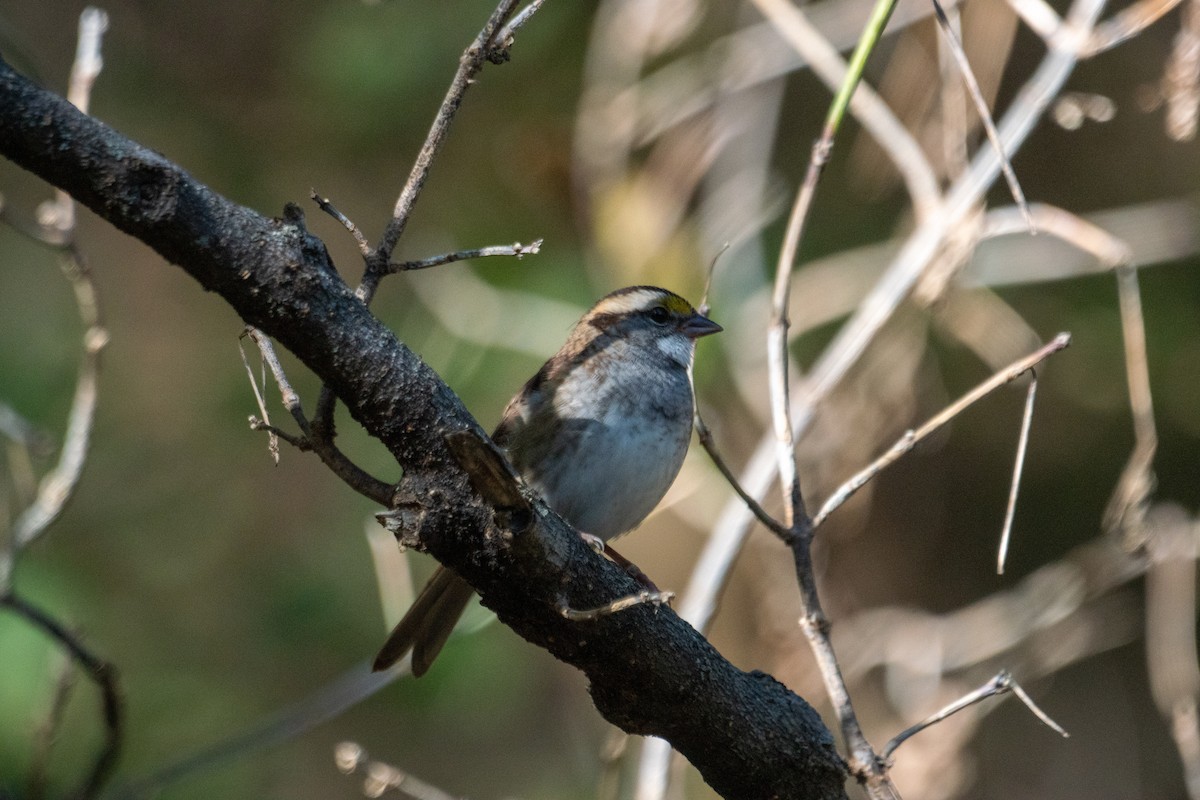 White-throated Sparrow - ML643377268