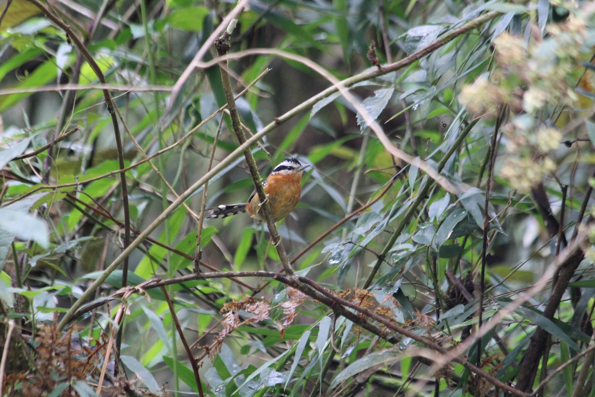 Bertoni's Antbird - ML643377269