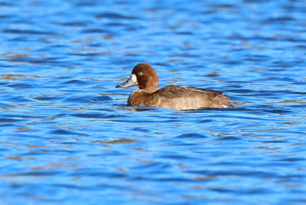Lesser Scaup - ML643377270