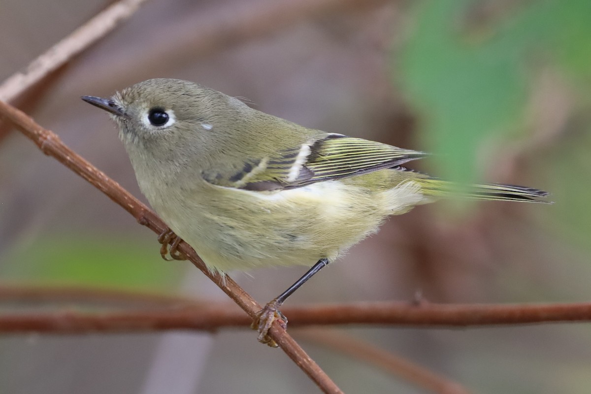 Ruby-crowned Kinglet - ML643377272