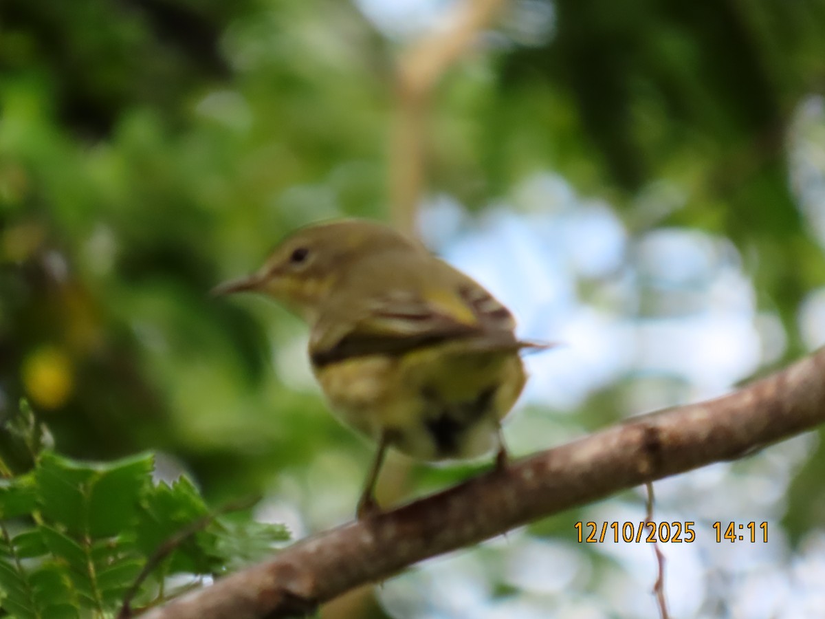 Cape May Warbler - ML643377273