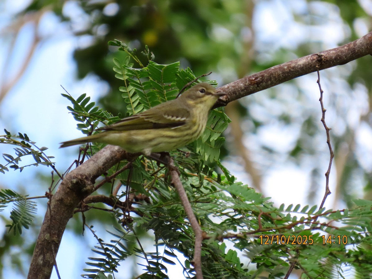 Cape May Warbler - ML643377274