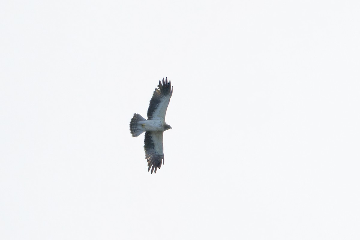 Aquila minore - ML643377276