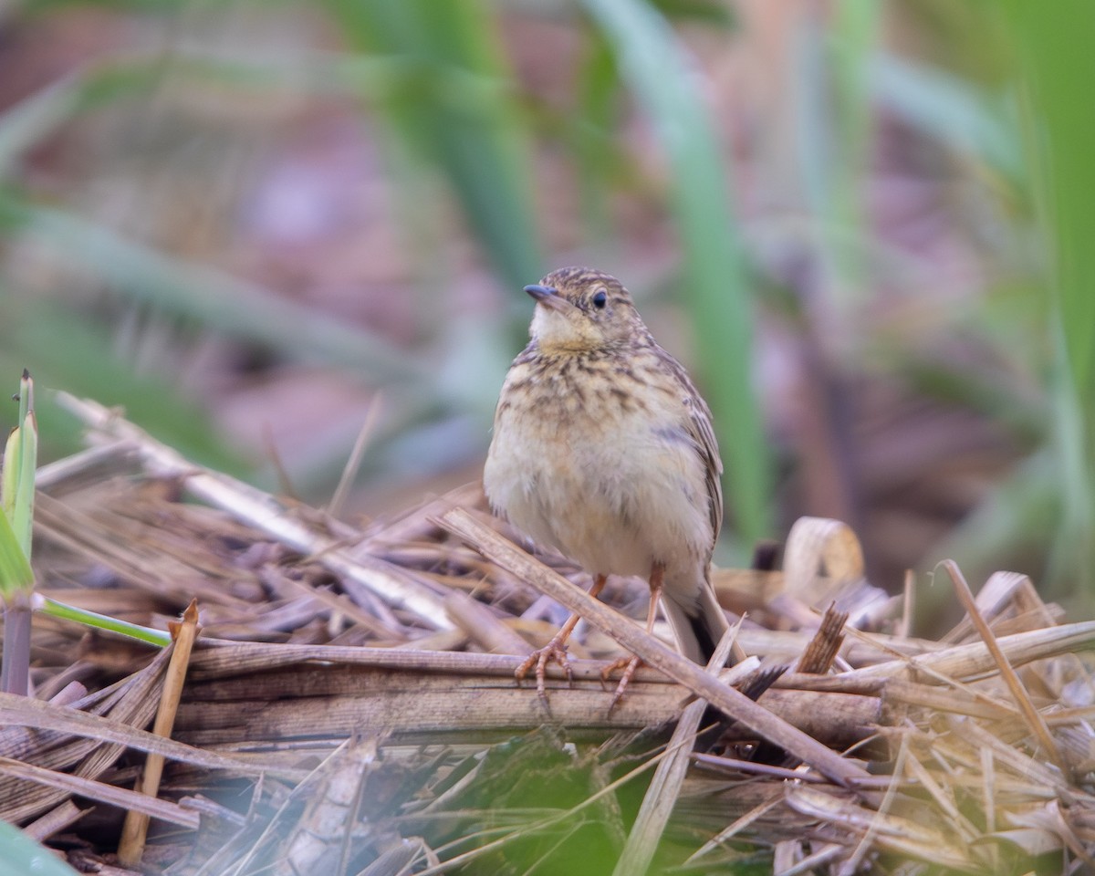 Yellowish Pipit - ML643377279