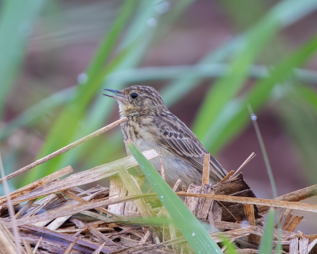 Yellowish Pipit - ML643377280