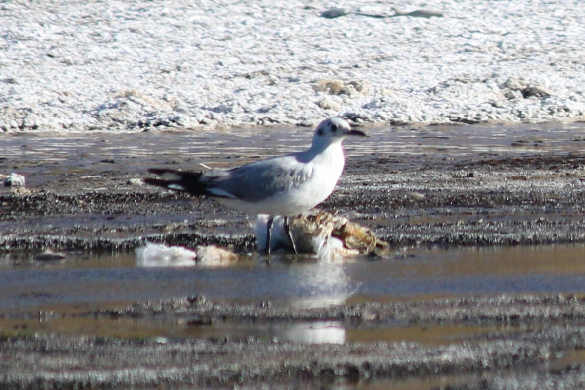 Andean Gull - ML643377291