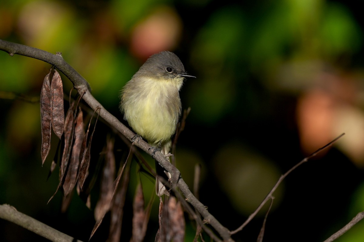 Eastern Phoebe - ML643377293